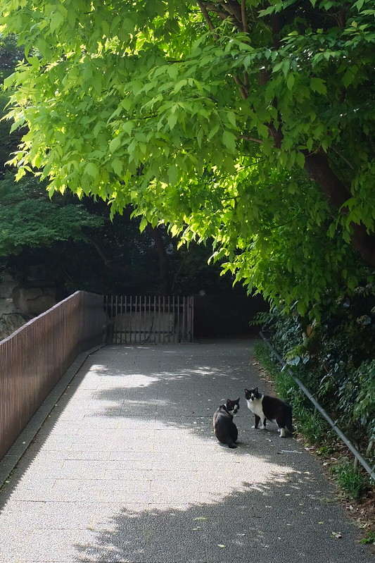 東池袋中央公園の猫。鼻くそつき白黒ハチ割れ兄妹。