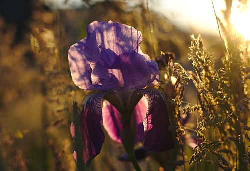 iris sunset backlight sunrays dreamy garden