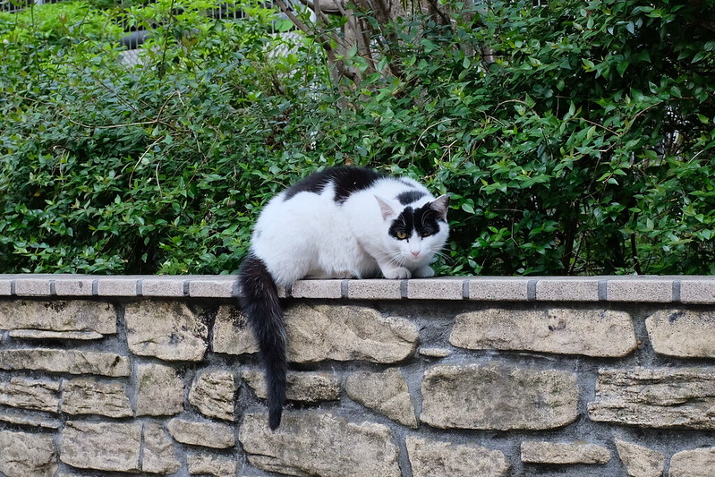 池袋駅前公園の猫。白黒ブチ