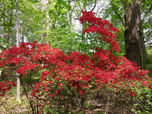 baltimore maryland cylburnarboretum parks gardens woods azaleas vibrant spring cmwd iphone