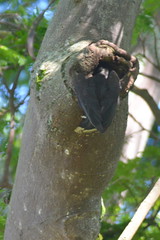 Entebbe, Uganda - Entebbe Botanical Gardens - Crowned Hornbill at Nest