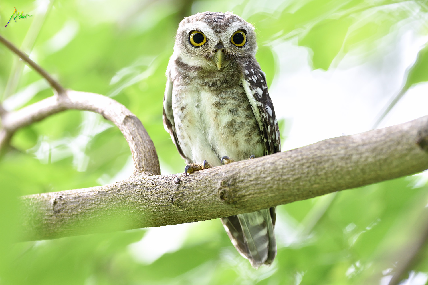 Spotted_Owlet_8454