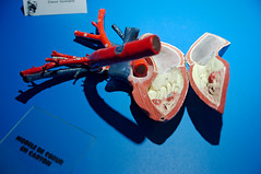 Modèle de cœur en carton Auzoux