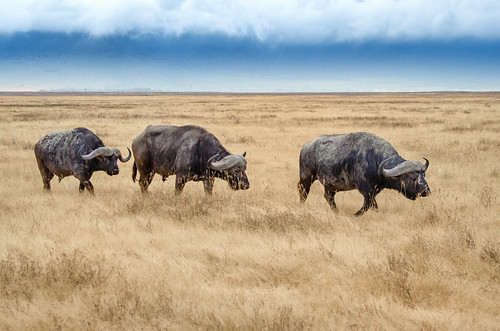 buffalo arusharegion tanzania tz nature landscape animal africa ngorongoro