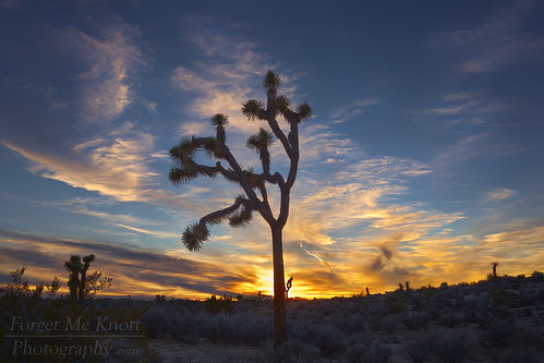 joshuatreenationalpark joshuatree nationalpark desert tree silhouette sunset sunrise twilight clouds cloudy california
