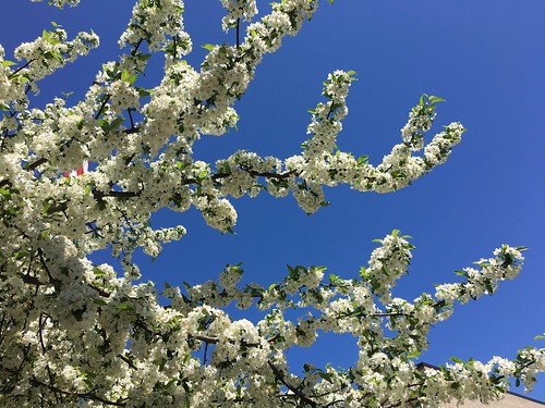 parkschool pikesville maryland trees blossoms branches iphone