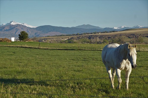 horse white mtmeeker longspeak pasture landscape