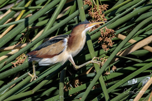 leastbittern male bird avian animals nature wildlife reeds green nikon d500 600mm tc14eii