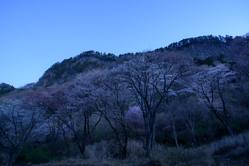 宇陀郡 奈良県 japan 屏風岩 桜 cherry 日の出 sunrise