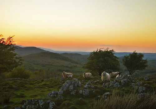 evening sheep hills fields rocky limestone karst hawthorn marblearchgeopark sunset sky fermanagh northernireland animals ireland