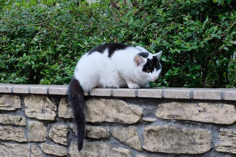 池袋駅前公園の猫。白黒ブチ