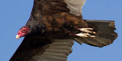 cmsheehy colemansheehy nature wildlife bird vulture turkeyvulture rappahannockriver virginia cathartesaura