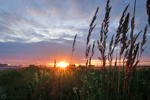 yvrairport vancouverinternationalairport weeds sunrise sun grass airfield richmond seaisland britishcolumbia sunset evening
