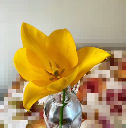 vase flowers nature spring tulip yellowtulip