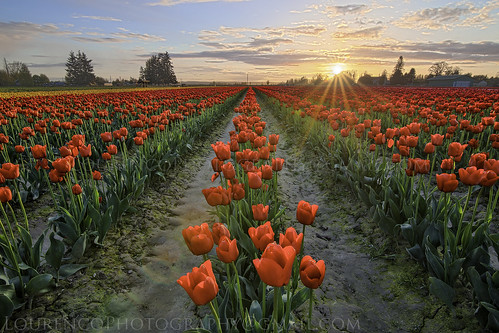 tulip red flower bed festival sunset beautiful landscape sun