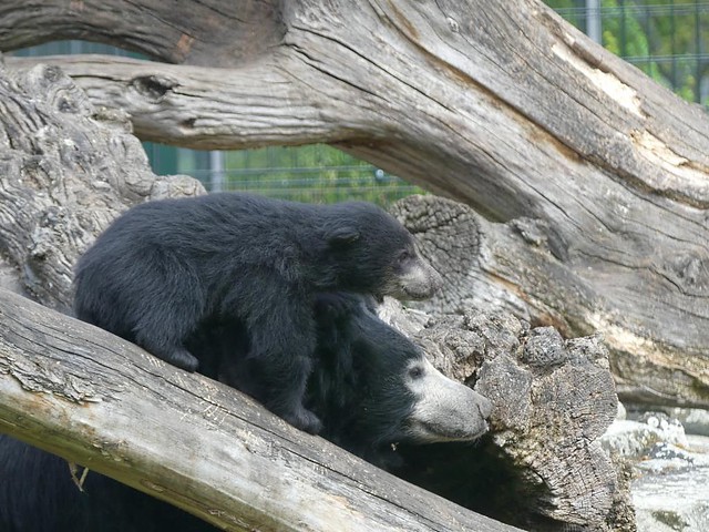 Kaveri und Balou, Zoo Berlin