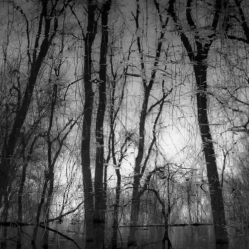 captaindanielwrightwoods d5000 nikon abstract blackwhite blackandwhite branches bw forest landscape light monochrome natural noahbw rain raindrops reflection silhouette spring square trees water woods