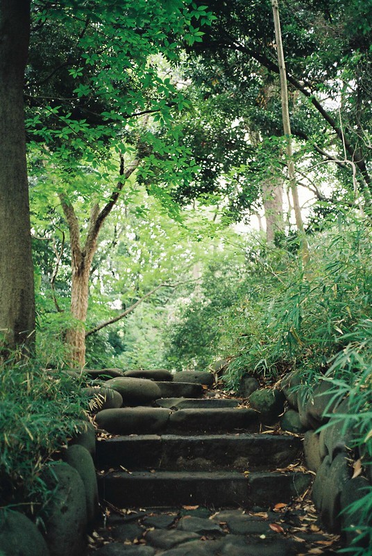 本郷東大キャンパス三四郎池に続く小径の石段