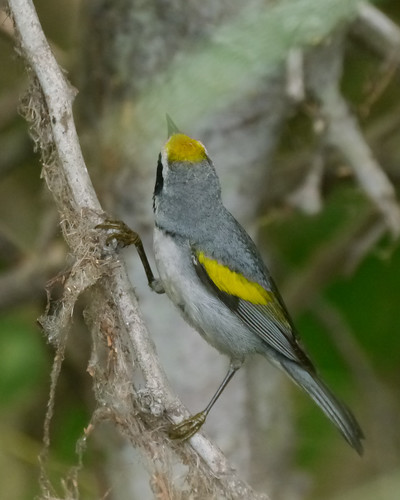 bird portaransas wildlife birdingcenter mikaelbehrens texas unitedstates us warbler