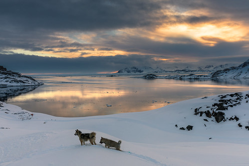 dogs snow landscape winter sea kulusuk ocean dog nature grönland arctic coast ice cold kommuneqarfiksermersooq gl clouds sunset canon eos 5d mkiv