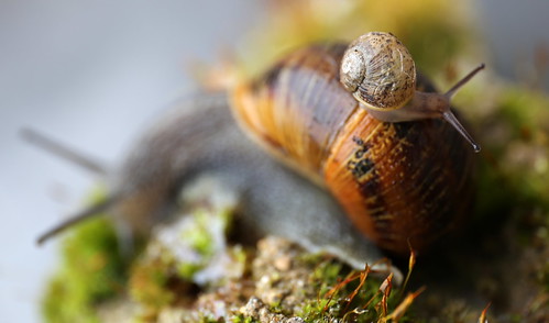 snail macro macromondays intothewoods canon pov pointofview dof depthoffield flickr