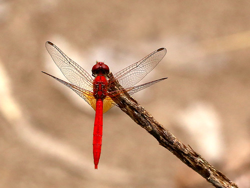 dragonfly scarletpercher diplacodeshaematodes canoneos6d male taxonomy:binomial=diplacodeshaematodes geo:country=australia