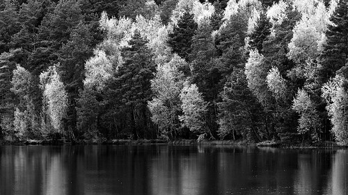 forest lake blackandwhite bw monochrome landscape pentax