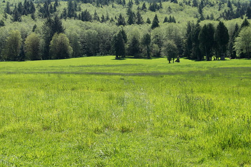 grass green springgrass shades field