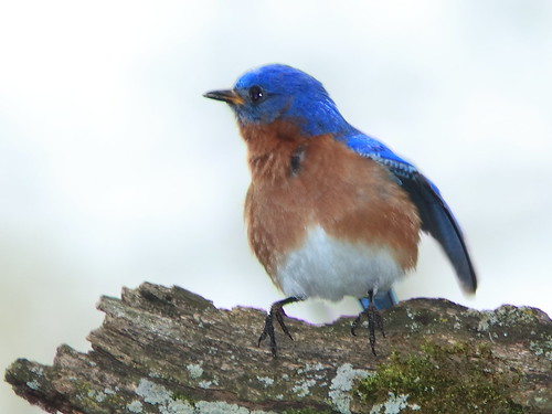 Eastern Bluebird male 4-20170503