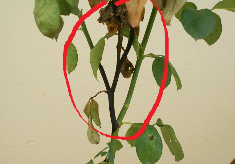 Nấm bênh Botrytis từ các cánh hoa có thể lan dần xuống cành hồng.