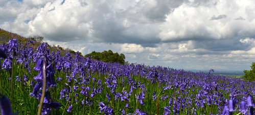 bluebells sky landscape nikon flowers blue