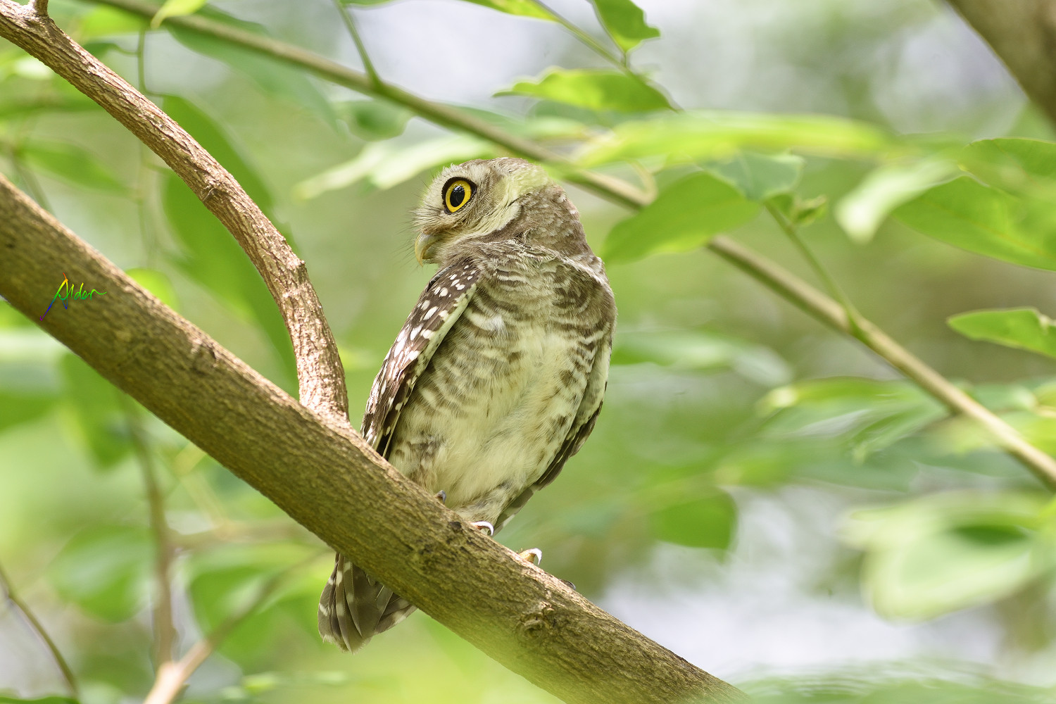 Spotted_Owlet_8542