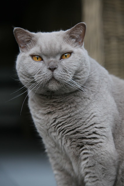 British Shorthair Weight By Age - British Shorthair