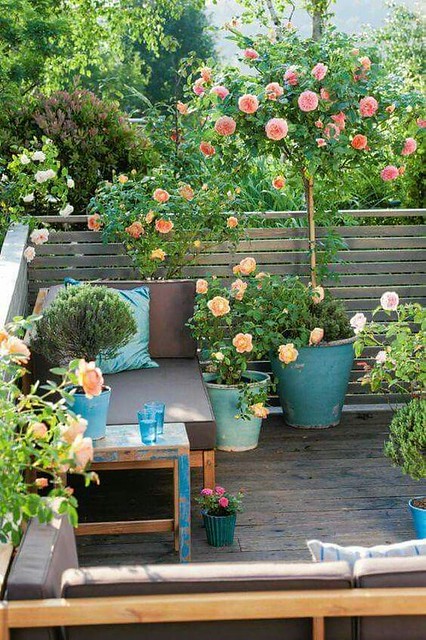 Outstanding Potted Trees that Will Beautify Your Outdoors