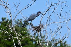 Little Blue Heron just starting its nest