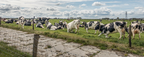 clouds cows grass grassland hff landscape panorama fencefriday nederlandvandaag