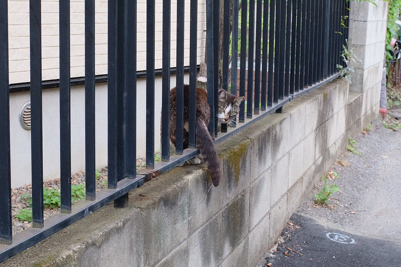 西池袋四丁目谷端川緑道の猫。キジブチ