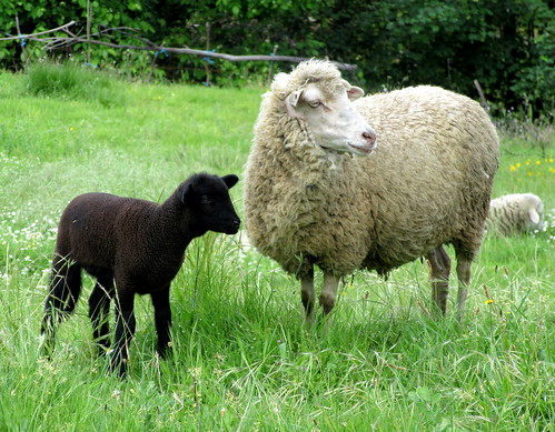 portugal hiking animal mammal sheep ewe lamb black white blacksheep