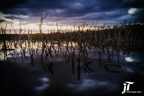 mangroves deadtrees sunset dusk clouds water marshes wetlands swamp reflections longexposure nikond750