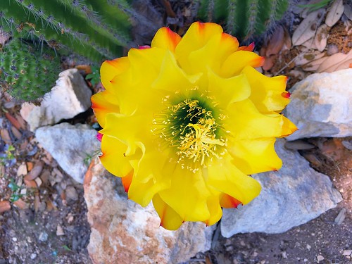 pipecreek texas usa cactusflowers texaswildflowers flowers latigoranch yellow apple iphonese