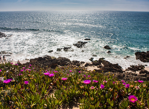 portugal küste coast atlantik atlantic wasser water ozean ocean himmel sky wolke cloud blume blüte flower beach sonne sun landschaft landscape