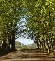 C-est au printemps que la hetraie de Mesnil Geoffroy est la plus belle - Photo of Biville-la-Rivière