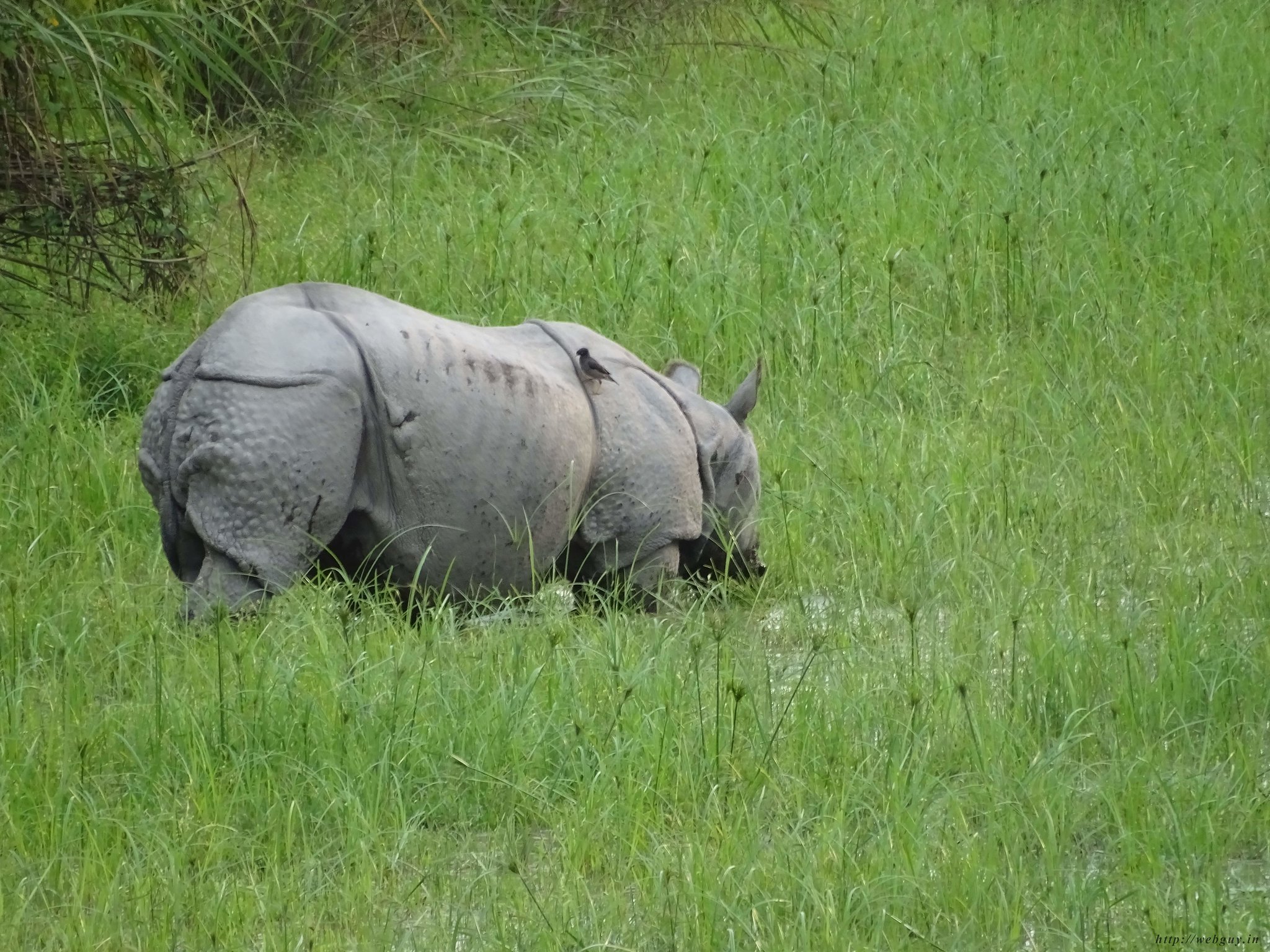 A Rhino Spotted In Kohora, Kaziranga