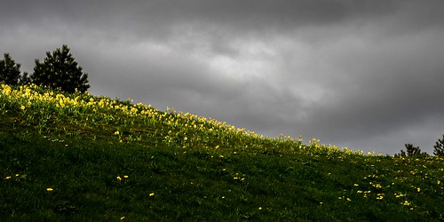 noordwijkerhout daffodil narcis cffaa