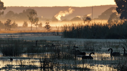 ballarat victoria australia mullahwallahwetlands winterswamp wetland fog mist dawn sunrise blackswan swans water blackswans