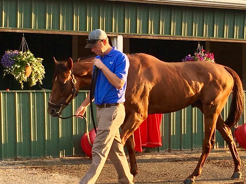 baltimore maryland pimlicoracetrack sunrisetour horses thoroughbreds barns magichour