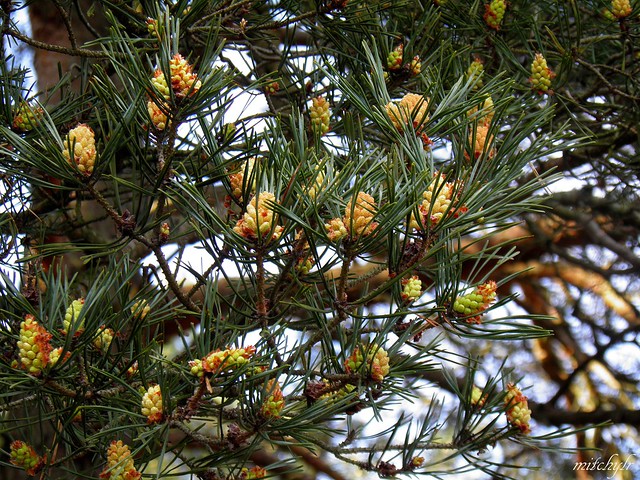 Pine Buds 1