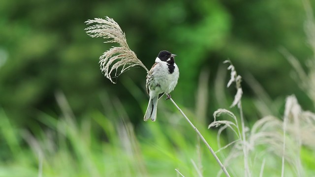 Reed bunting on Oly E-M1 Mk2