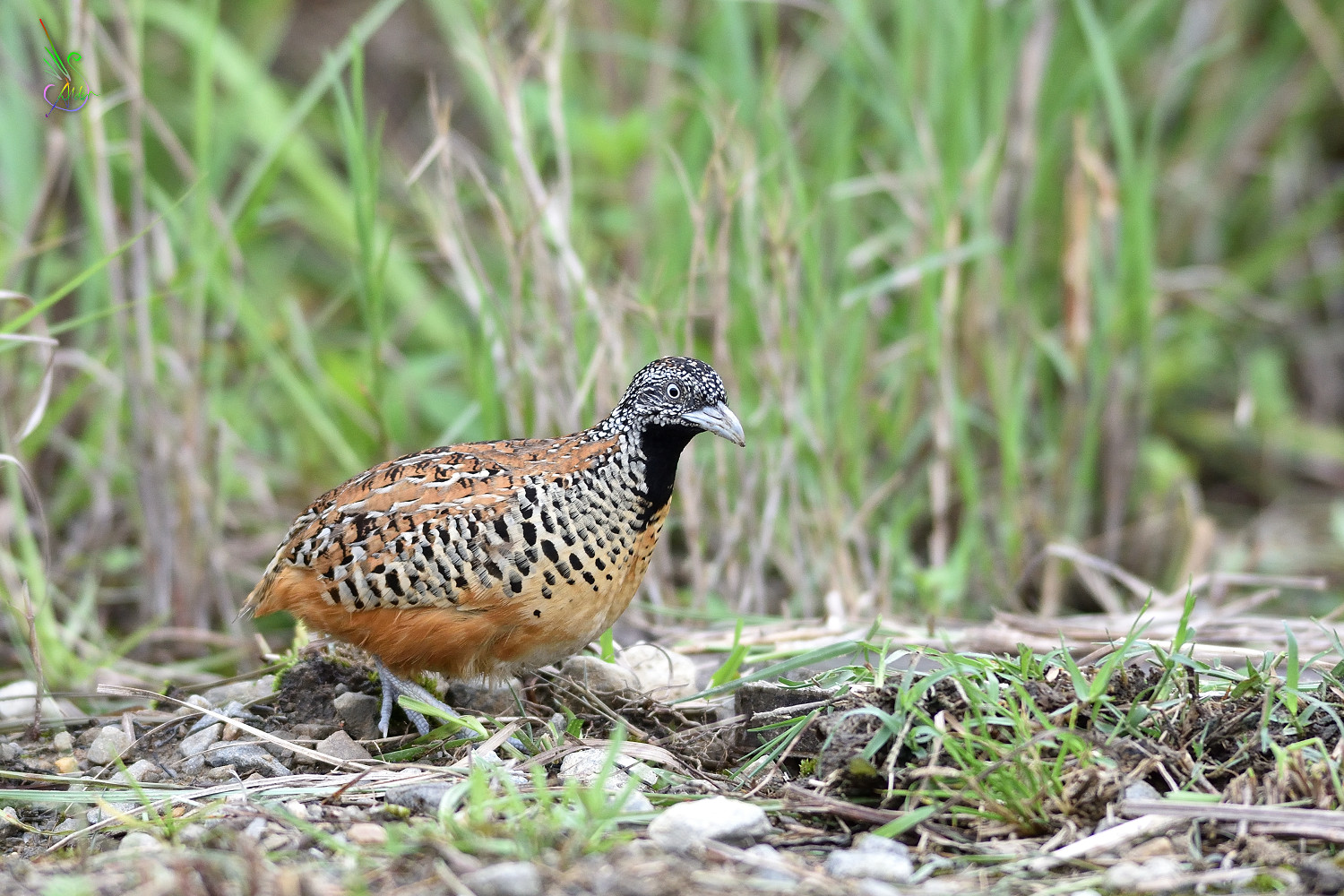 Barred_Buttonquail_2505