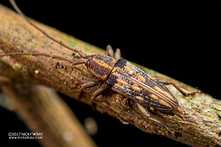 Longhorn beetle (Parepilysta sp.) - DSC_4335
